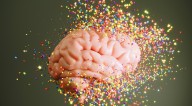 El cerebro humano tiene 5 eras clave marcadas por cuatro cambios drásticos