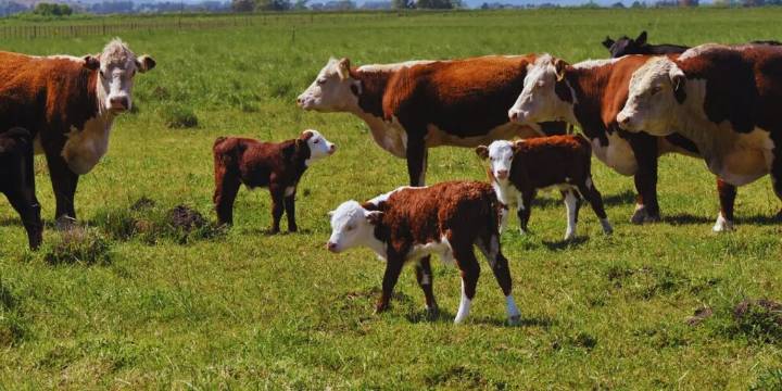 Una diputada provincial bonaerense propuso un impuesto a la emisión de gases de las vacas