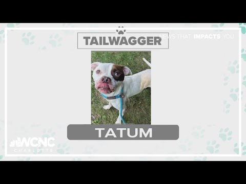 Tuesday Tailwagger: Meet Tatum