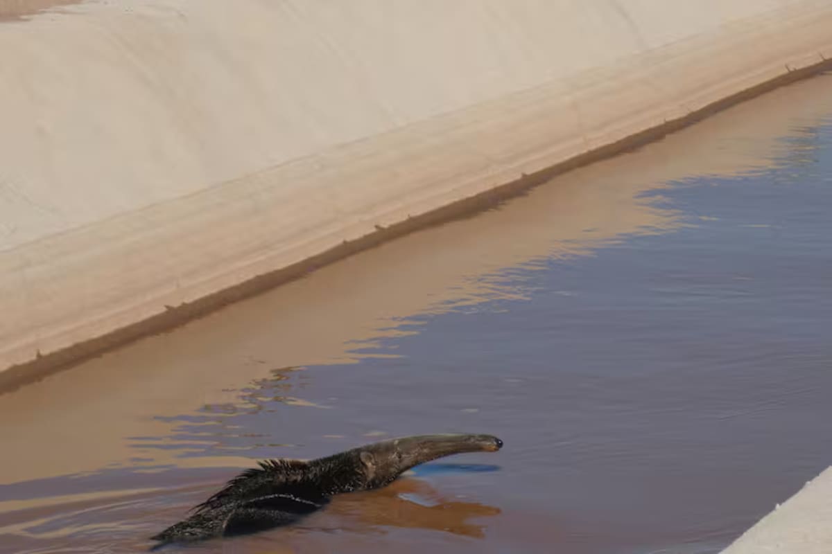Cuidado del ambiente. Un dictamen en la causa por el Canal de La Patria podría convertirse en un hito legal