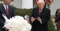 How turkeys pardoned by Trump were chosen
