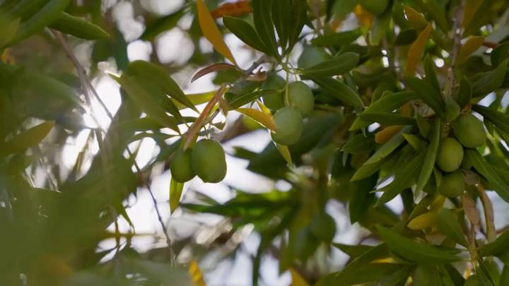 Vídeo: La recuperación del 'oro líquido' de Jaén: Los productores de la Sierra de Cazorla consiguen recuperar la exclusiva aceituna royal