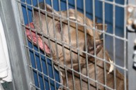 Las Vegas City Council bans pet sales 