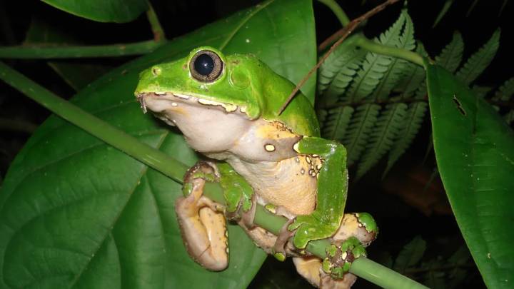 Banda maltrató ranas peligrosas para sacarles el veneno y venderlo: ingresos eran millonarios