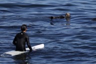 Sea otter again terrorizes surfers off Santa Cruz coast