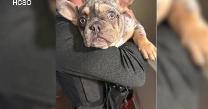 Video: Stolen French Bulldog puppy found in drawer after armed robbery