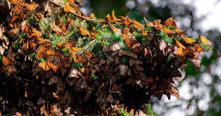 MW026, la primera mariposa monarca con transmisor satelital, llega a Michoacán