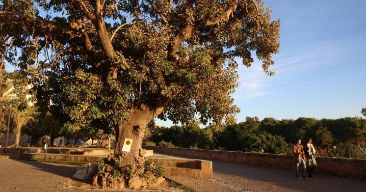 Denuncian la tala de los árboles de Llorenç de Villalonga, en mal estado según Cort