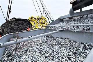 Baja cuota de anchoveta se debe a la irresponsabilidad de PRODUCE