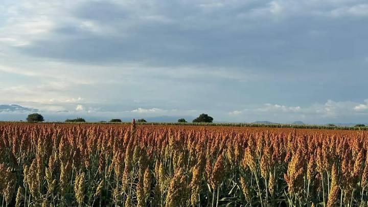 Caída del precio del sorgo afecta a campesinos del oriente de Morelos