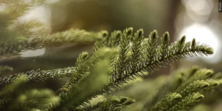 Blount County Salvation Army launches Giving Tree project for holiday season