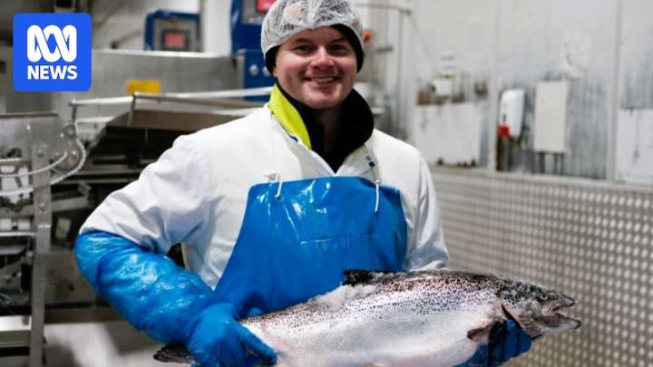 Tasmanian salmon selectively bred to withstand warmer waters and bacterial disease