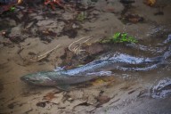 West Seattle Blog… | FAUNTLEROY SALMON: You’re invited to ‘open creek’ Sunday afternoon