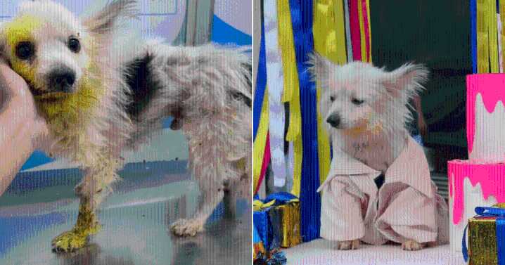 Family Rejects Rescue Dog Over “Bad Breath” But Millions Rally Behind Him