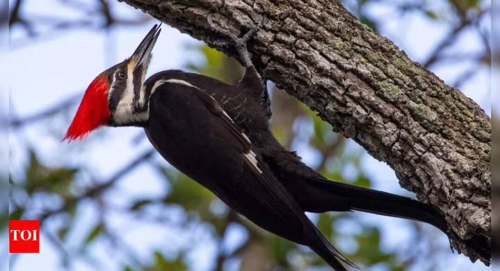 Woodpeckers as nature’s living hammers: How they use their whole body to deliver powerful, injury