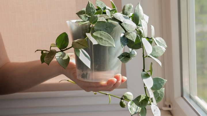 Keep Your Hoyas Healthy All Winter Long With These Easy Tips