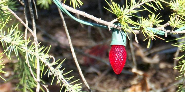 Official tree lightings to mark the start of Christmas countdown