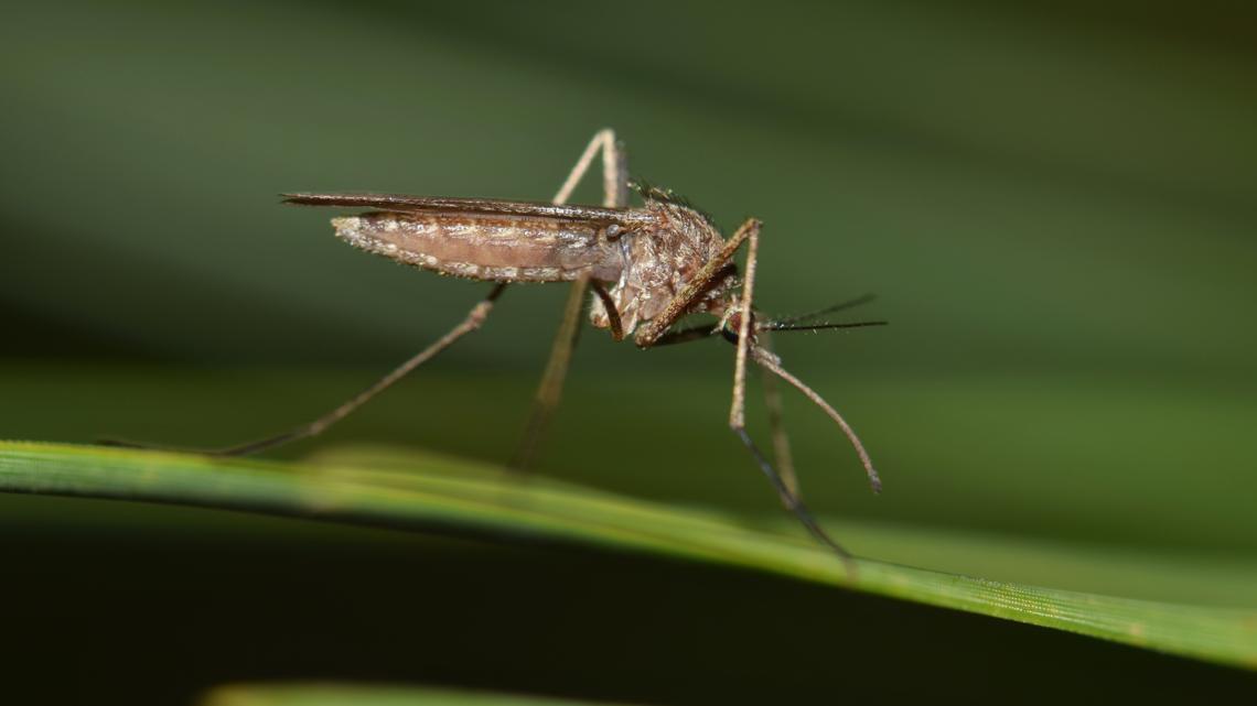 Hays County mosquito trap tests positive for West Nile Virus; second positive test in the county since last week