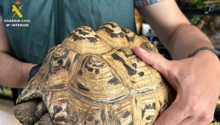 Desarticulado un falso refugio con 472 animales exóticos protegidos y cuatro investigados por tráfico ilegal