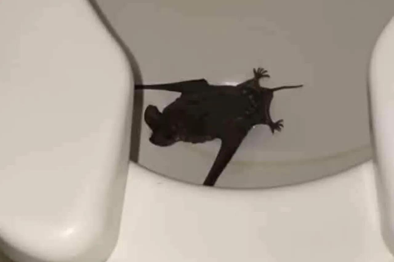 Estudiante de la UACJ encuentra un murciélago en los baños de CU