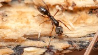 Why NC's newest invasive ant poses a triple threat to…