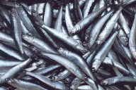 Establecen límite máximo de captura de anchoveta para la Segunda Temporada de Pesca 2025