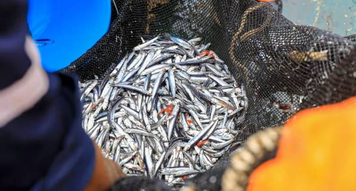 INEI reporta crecimiento en pesca, minería, electricidad, cemento e importaciones