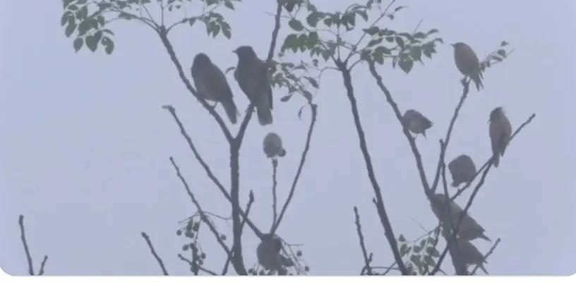 Cold Wave Sweeps Bhubaneswar, Phulbani; Temp To Rise Again After 3 Days