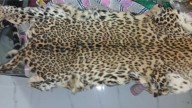 Five held after Gujarat Forest Department seize leopard skin in Valsad