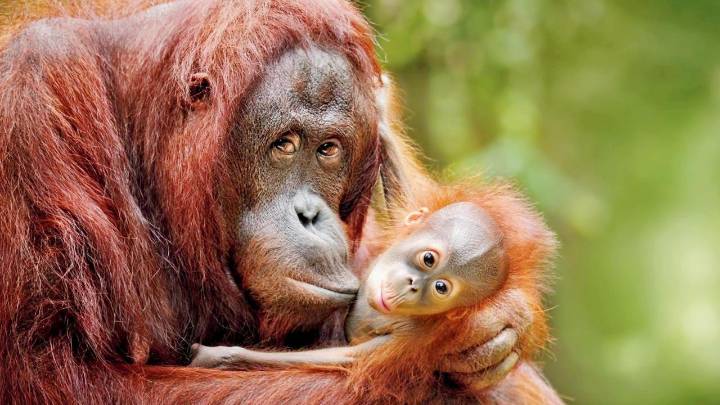 Kissing began 20 million years ago with our ape ancestors