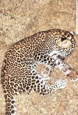 Injured Leopard Cub Rescued After Straying into Khandepar Home