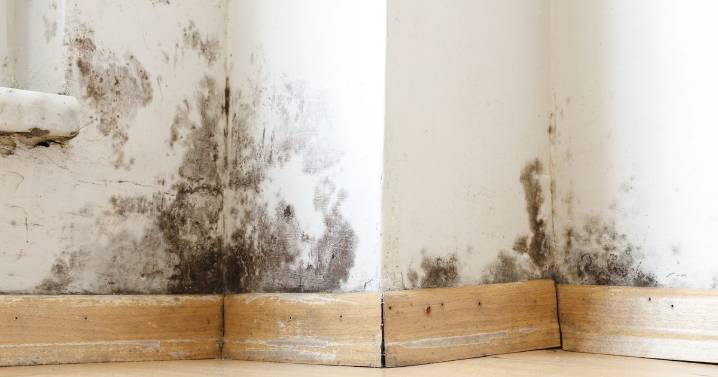 A quarter of UK adults report living in damp mouldy homes, study shows