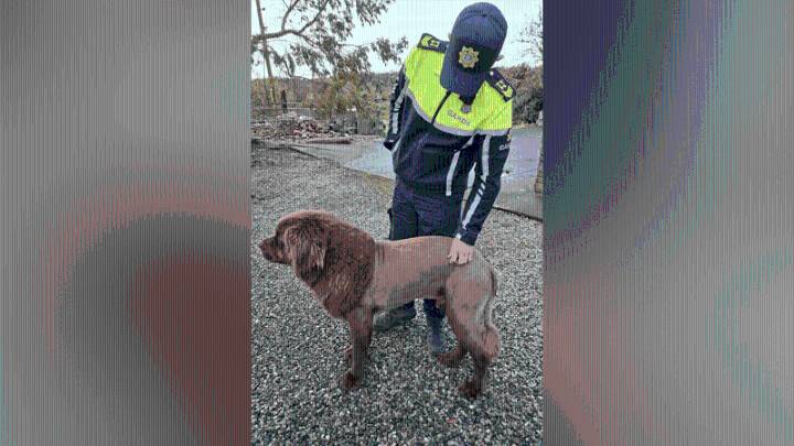 'Lion' captured on video in Ireland turns out to be a dog named Mouse