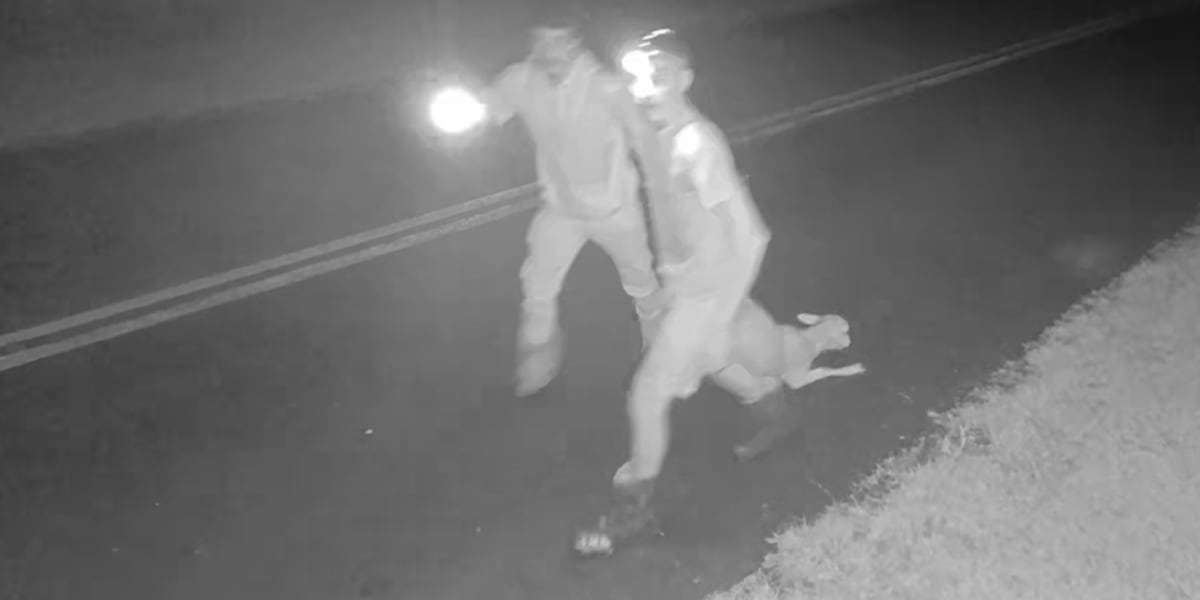 Ranchers on edge after two sheep are shot, another one stolen