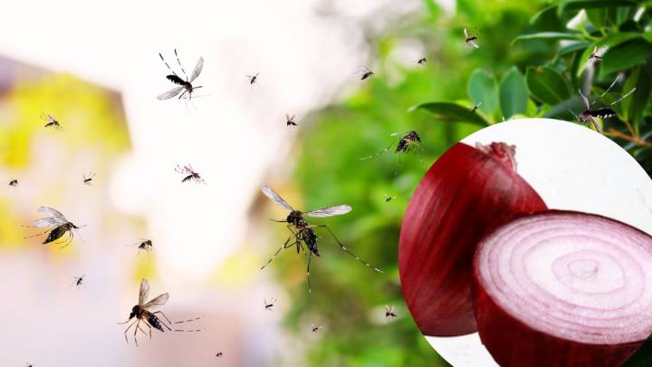 Homemade Onion Lamp: The Quickest Way To Drive Mosquitoes Away!