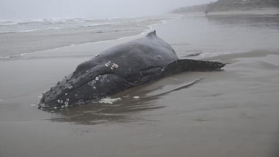 Beached whale on Oregon Coast euthanized despite rescue efforts