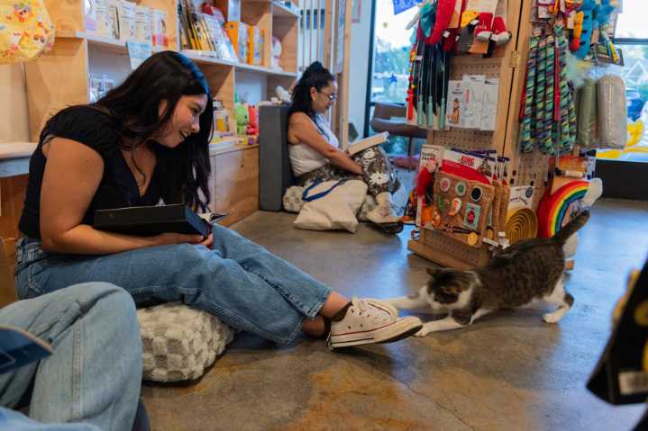 Readers curl up with good books, fair felines