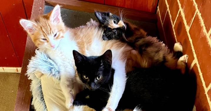 Devastation at Leicestershire animal sanctuary after 10 kittens die from highly contagious disease