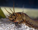 How a giant Bobbit Worm can sneak into your fish tank without you knowing
