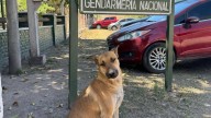 Marcha en San Pedro por "Gringo", un perro asesinado a sangre fría
