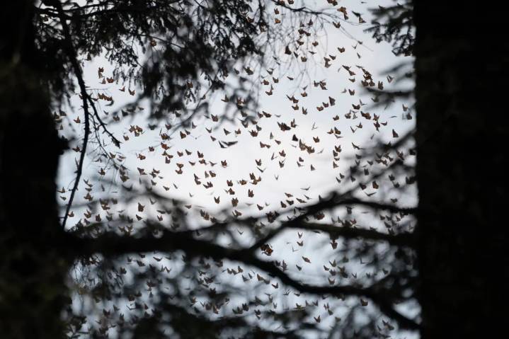 ANDARES | Santuarios de la Mariposa Monarca
