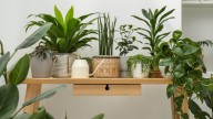 10 Indoor Plants That Tolerate & Thrive In The Heat