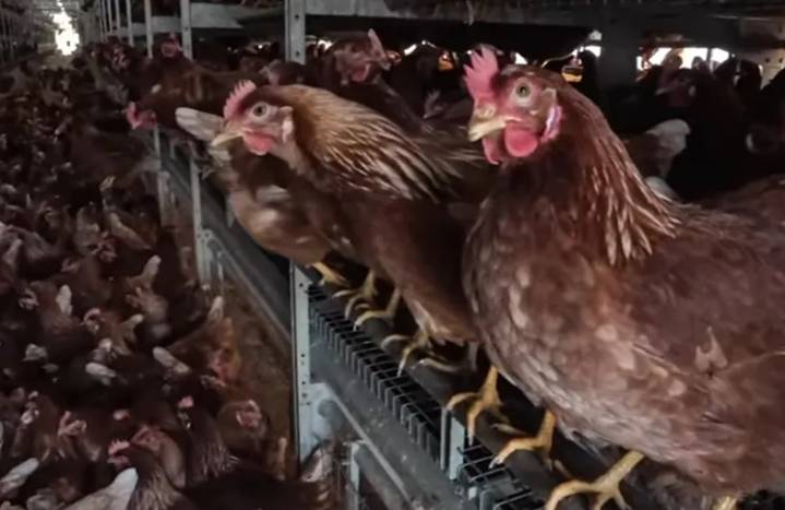 First Human Case Of Avian Influenza Potentially Identified In Washington State