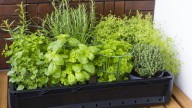 The Easy-To-Grow Herb You'll Want To Plant Indoors Or Out For All Of Its Benefits