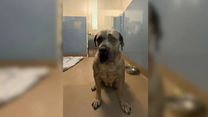 Shelter Workers In California Were Crushed After Learning The Reason This Dog Was Returned