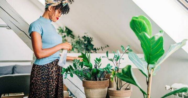 Five low-maintenance indoor plants every home should have to boost wellbeing