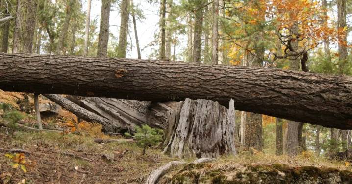 Niño de 4 años muere tras caerle rama de un árbol en California; sus padres piden justicia
