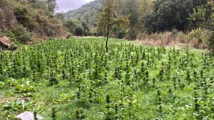 Desmantelado un cultivo de marihuana con más de 2.500 plantas en una zona boscosa de Pontils