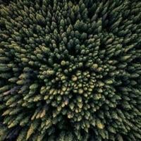 UN says forests should form key plank of COP30