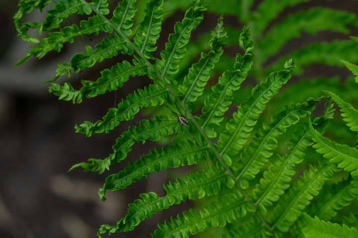 Cleaning up your garden for winter? Leave those native plants standing